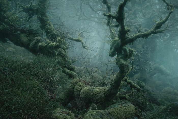 Moss-covered trees in a misty forest