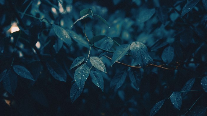 Dark blue leaves with water drops on a branch