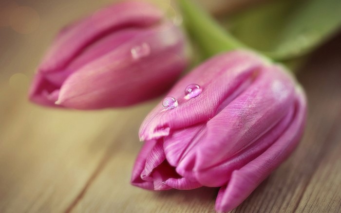 Pink tulips with water drops on wooden surface