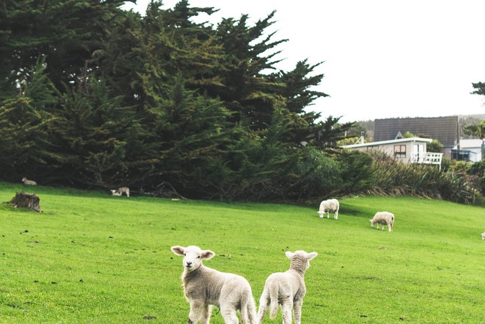 Sheep grazing in a field in New Zealand