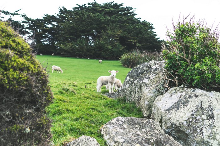 Sheep in a field in New Zealand