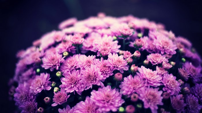 4K purple chrysanthemums with depth of field