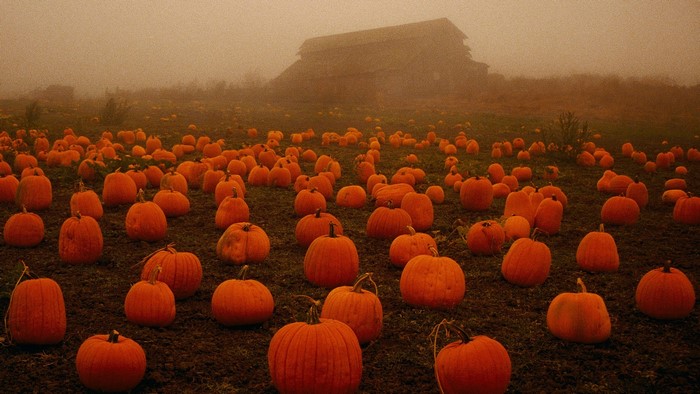 Pumpkin patch in a foggy field with a barn