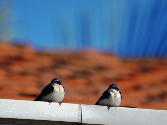 Two swallows perched on a white ledge