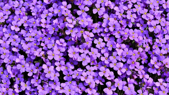 4K Aubrieta flowers