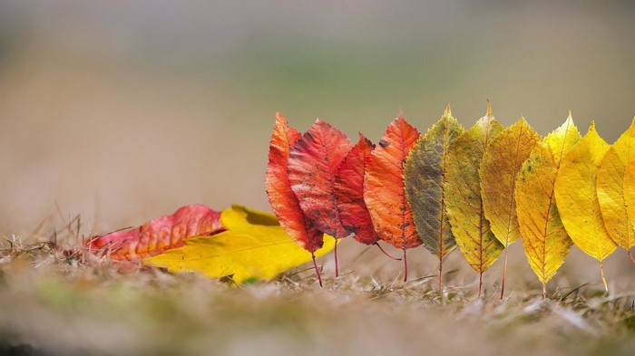 Autumn leaves in a row showing color transition