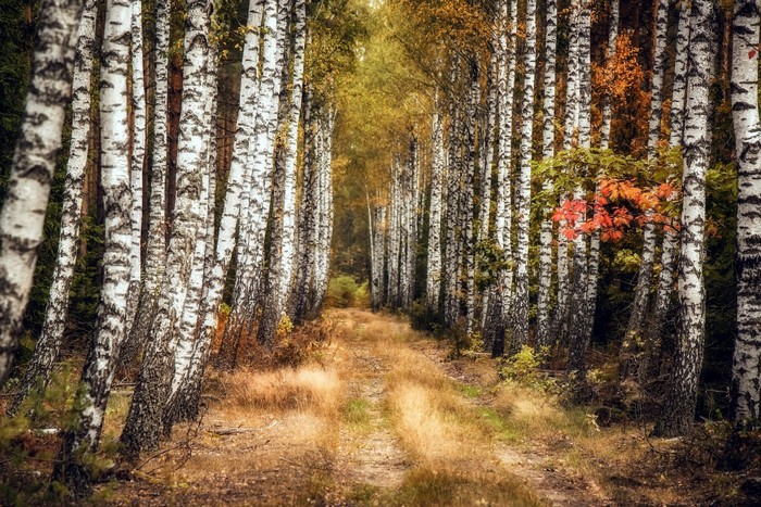 Birch trees lining a path in autumn