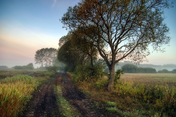 Dirt road through a misty landscape with trees