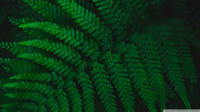 Close-up of dark green fern leaves