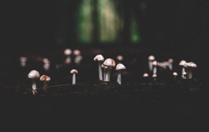 Mushrooms growing in a dark forest floor