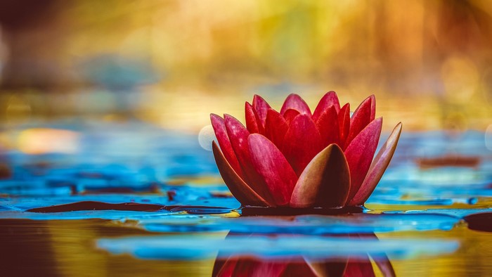 Red water lily on water with bokeh background