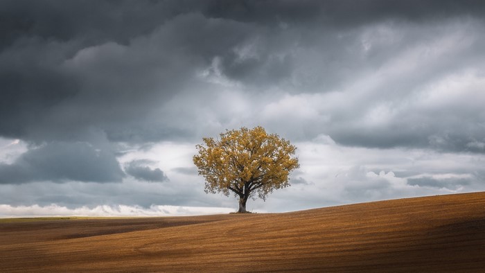 Lone tree on a hill under stormy clouds
