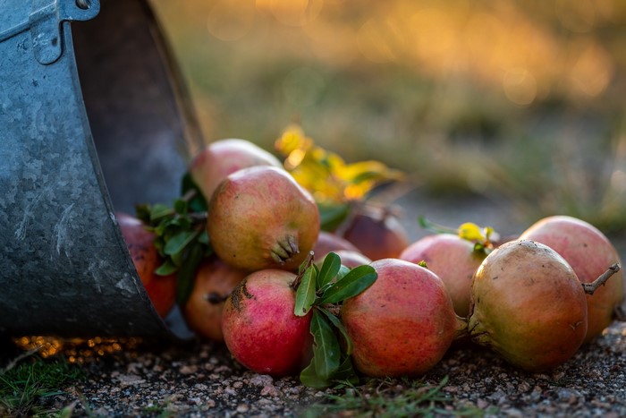 Pomegranates spilling from a metal bucket