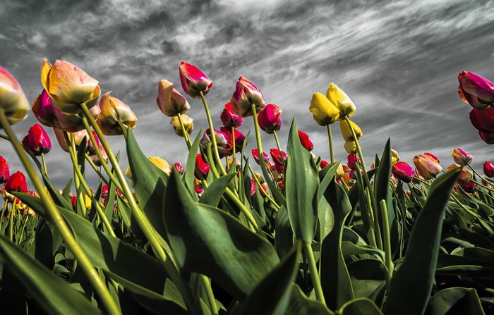 Low angle view of colorful tulips against a cloudy sky