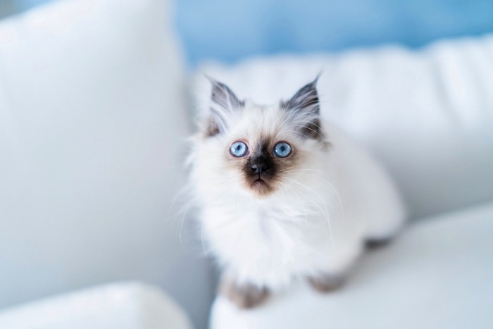 Fluffy kitten with bright blue eyes on a white couch