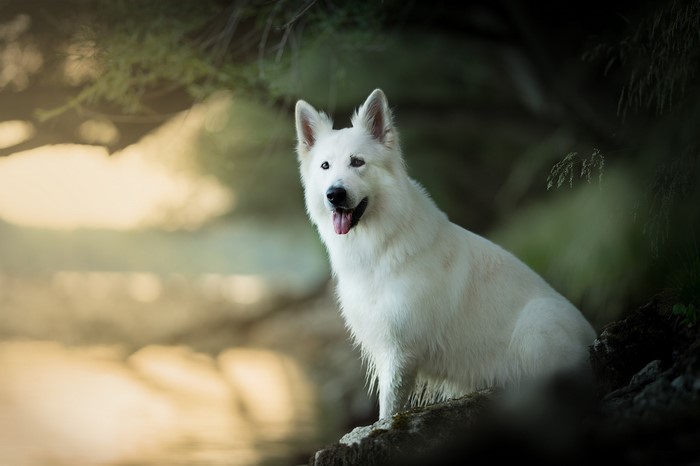 White Swiss Shepherd dog sitting by the water