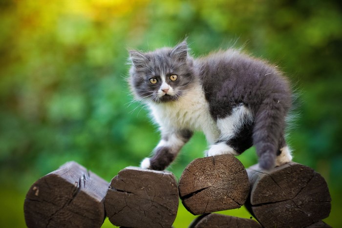 A fluffy gray and white kitten on logs