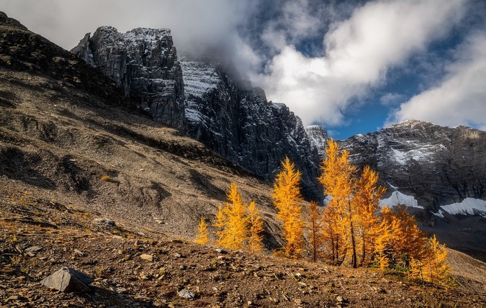 Autumn larches on a rocky mountain slope