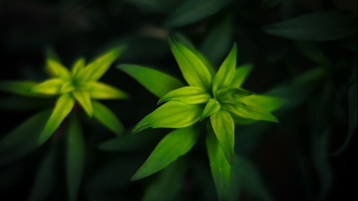 Moody green leaves with a dark background