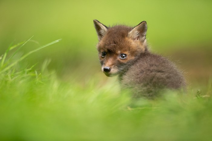 Baby fox sitting in green grass