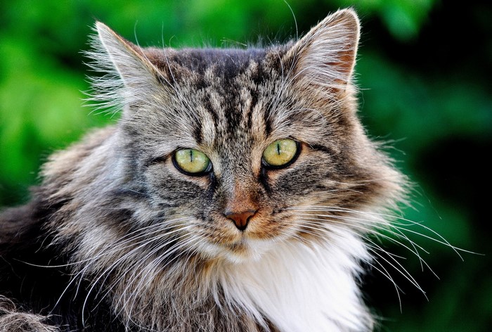 Close-up of a fluffy tabby cat with green eyes