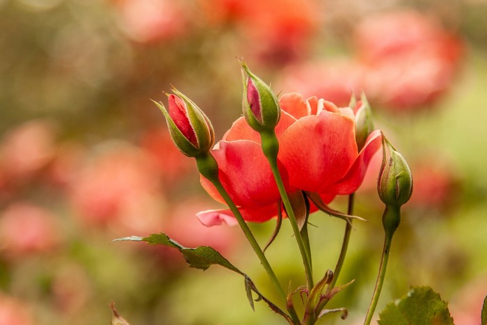 Close-up of coral roses and buds