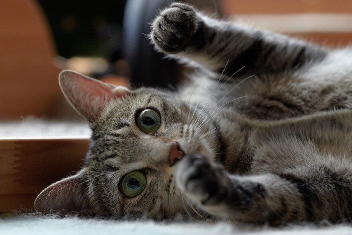 Tabby cat with green eyes lying on its back