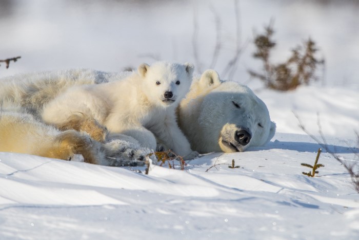 Polar bear mother and cub sleeping in the snow