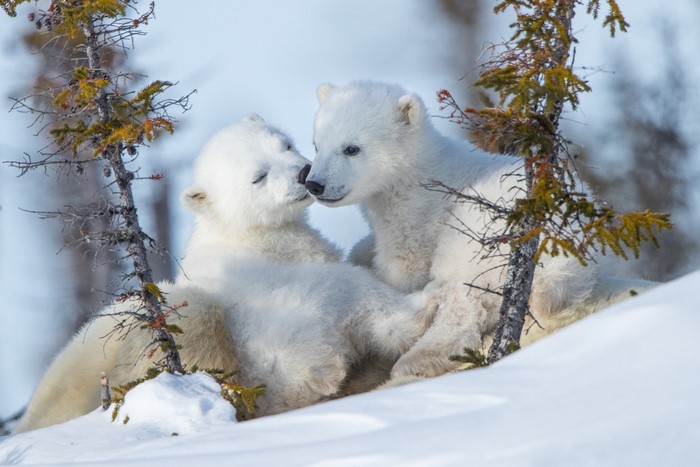 Two polar bear cubs cuddling in the snow