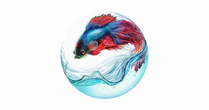 Betta fish swimming in water