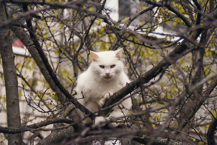 White cat sitting on a tree branch