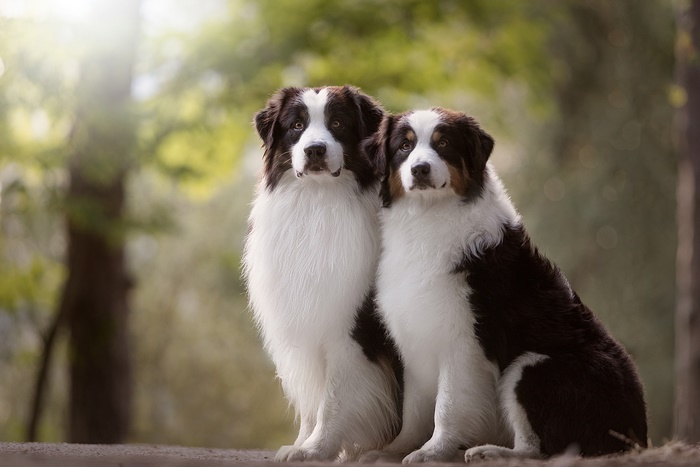 Two Australian Shepherd dogs sitting outdoors
