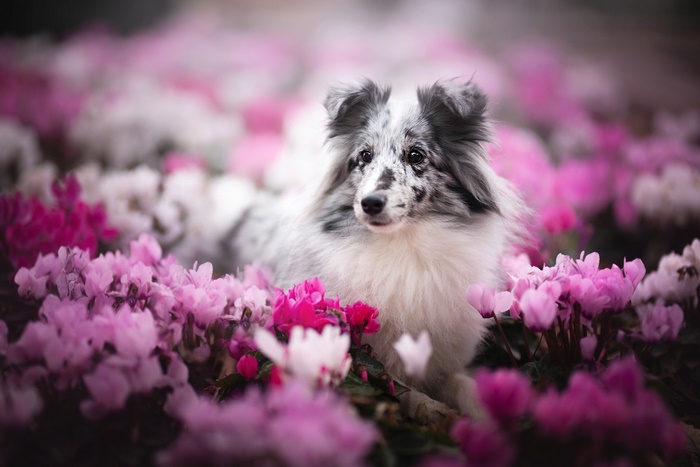 Shetland Sheepdog lying in pink and white flowers