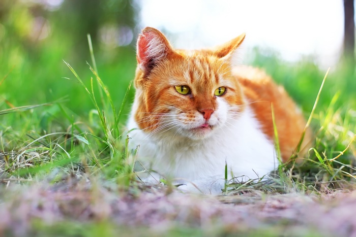Orange and white cat lying in grass