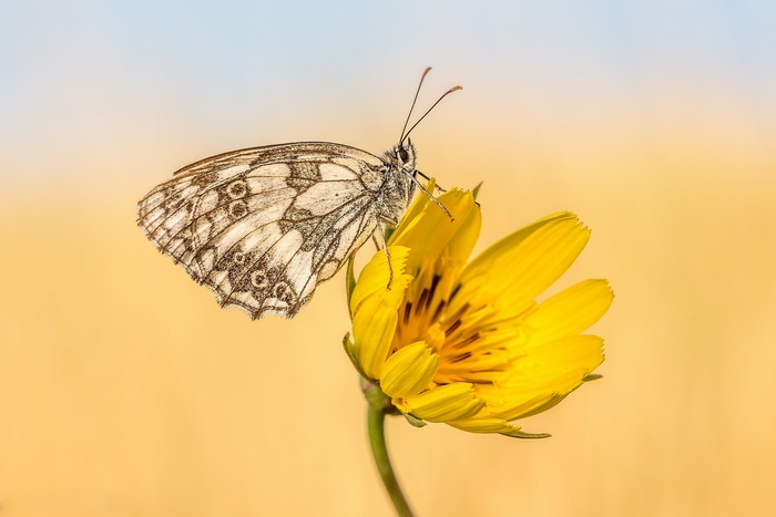Marbled White butterfly on a yellow flower