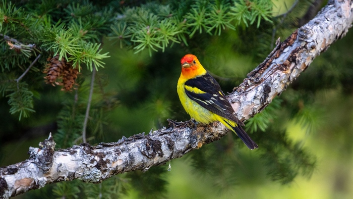 Western Tanager Perched on Pine Branch