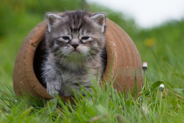 Kitten sitting in a clay pot outdoors