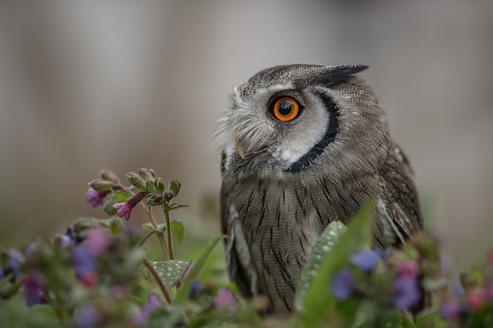 Close-up of a Southern White-faced Owl perched among flowers