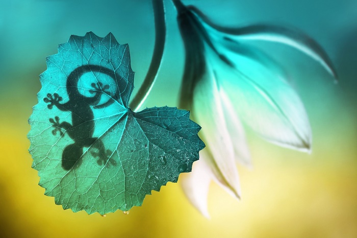 Shadow of a Gecko on a Leaf with Flower