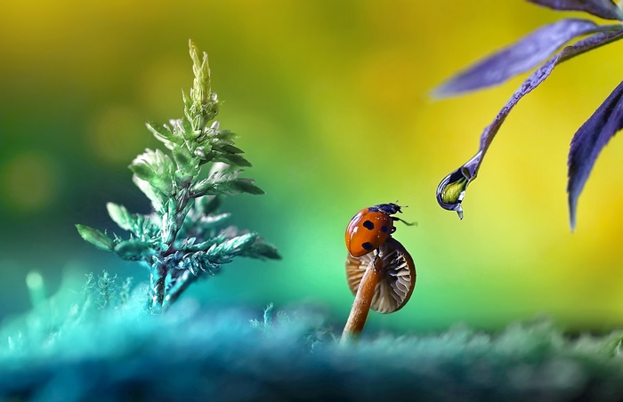 Ladybug on mushroom with water drop