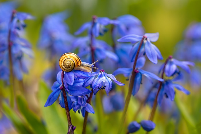 Snail on a blue flower