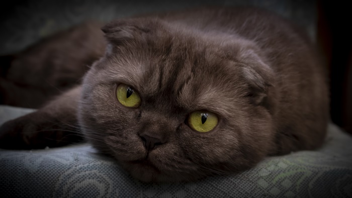 Scottish Fold Cat with Yellow Eyes