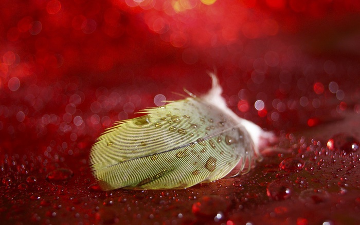 Macro photography of a wet feather on red surface