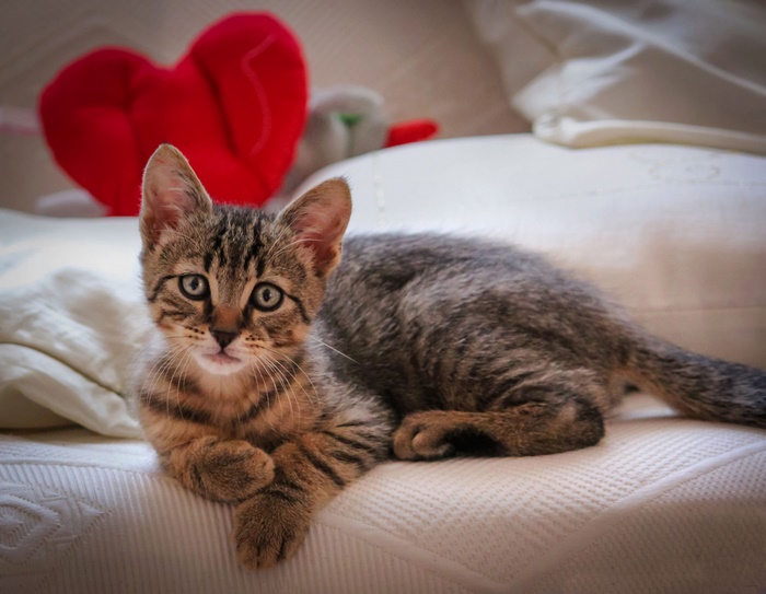 Tabby kitten lying on a white bed with a heart pillow
