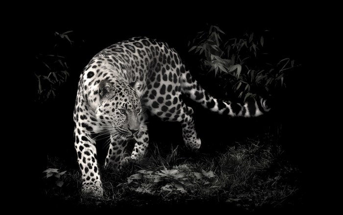 Leopard walking in dark forest
