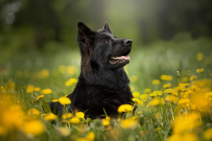 Black German Shepherd in a field of dandelions