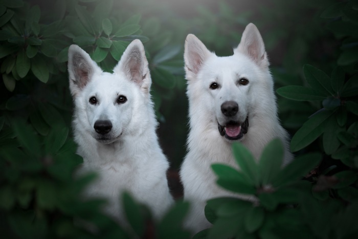 Two White German Shepherds in Green Foliage