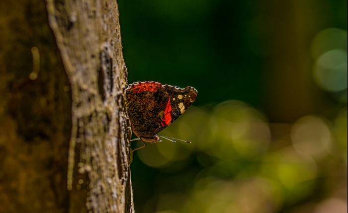 Red Admiral Butterfly on Tree Bark
