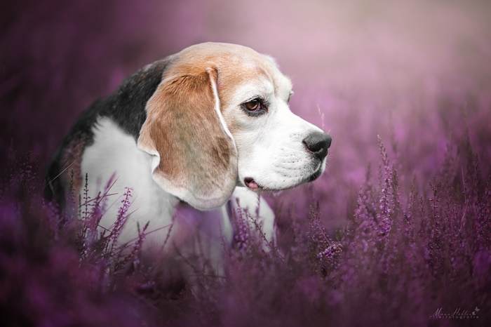 Beagle dog in a field of heather