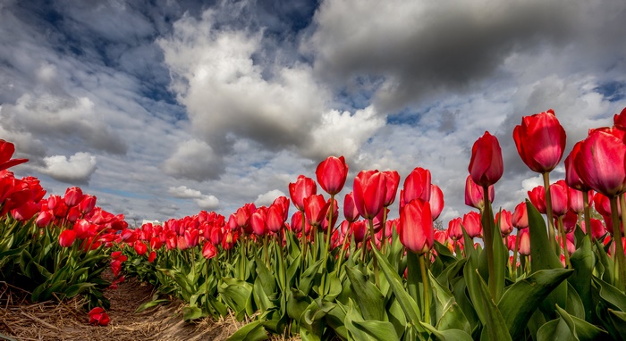 Red Tulips Field Under Cloudy Sky 4K